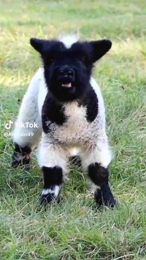 cute sheep #babysheep #sheep #sheepoftiktok #minisheep #farmlife