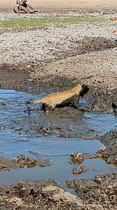110K views · 1.3K reactions | Leopard Dives into Muddy Water to Catch Fish - video by LS #LeopardDive #NatureVideo #WildlifeWatch #CatchOfTheDay #AnimalKingdom #MuddyWater #NatureLovers #AdventureSeeker #EpicMoments #KlaserieReserve | Ruby Life | Facebook