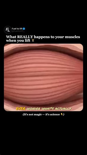 Lifting | Fitness | Gym on Instagram: "Muscle growth - Explained. . #gym #musclegrowth #gymtips"