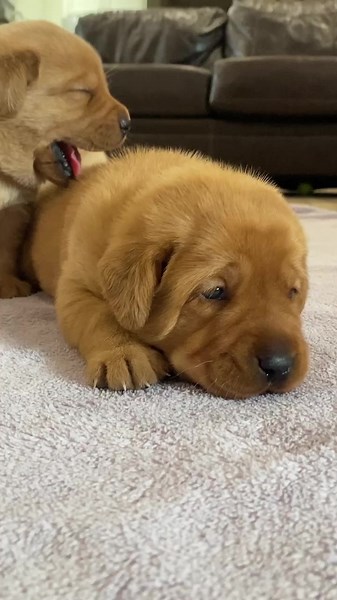 Cuteness overload 🥺🥰🐾 | Life With Labradors