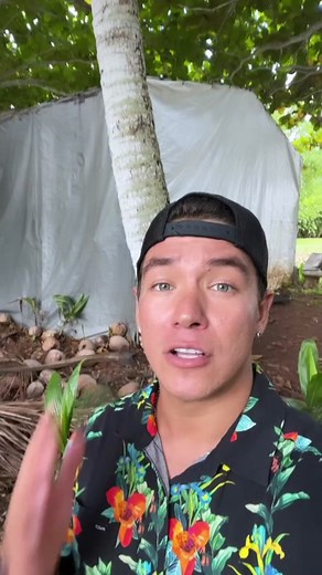 The exact location for sprouted coconuts 🌱🥥