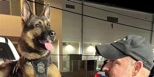 Key West police dog dies after 'medical emergency.'