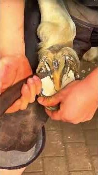 말굽 층 제거 기술 | Horse Hoof Aging Layer Trimming Technique #shorts #asmr #satisfying