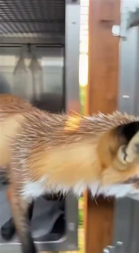 Mange-Covered Fox Too Sick to Hunt Finally Grows Luxurious Coat