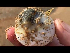 You saved a blowfish that washed up on the beach!