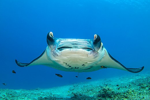 Just How Big Is a Manta Ray, and Are They Dangerous?