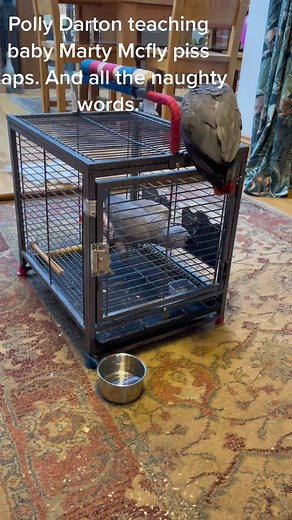 polly Darton teaching baby Marty Mcfly to say PISS FLAPS. Oh god help us all. Before the parrot police start that the travel cage and careful introduction.