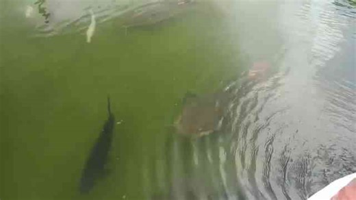 Chasing massive fish in an epic fishing adventure