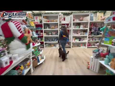 Cookie | 6 Month Old Mini Labradoodle | Best Dog Trainer Cleveland, Ohio | Basic Obedience