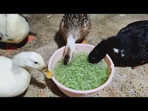 A Beautiful Collection From Our Cute Duckies 🥰🦆✨ Part 55