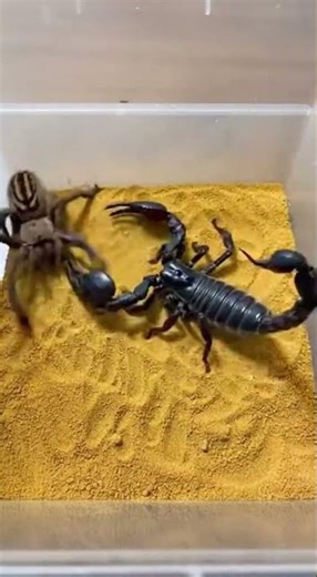 Scorpion vs Spider – Who Wins? 🦂🕷️