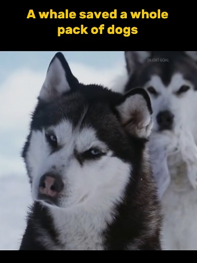 The survival battle of puppies in the Antarctic#foryou #movie #viral #dogmovie #recap