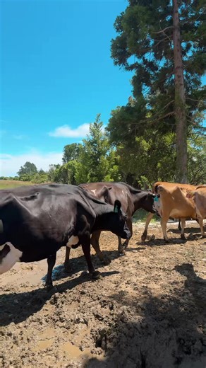 Feeding Dairy Cows With Bread: An Afternoon Routine