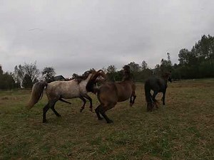 We let the stallion into the herd - that's what happened