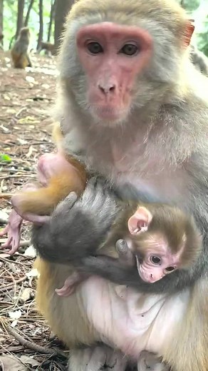 876K views · 10K reactions | Monkey take care baby #reels #monkey #animals | Monkey Audi | Facebook