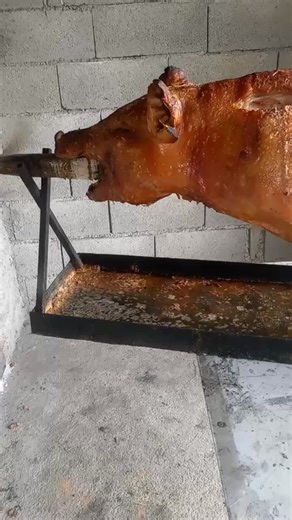 Whole Roasted Pig Cooking on a Spit Tutorial