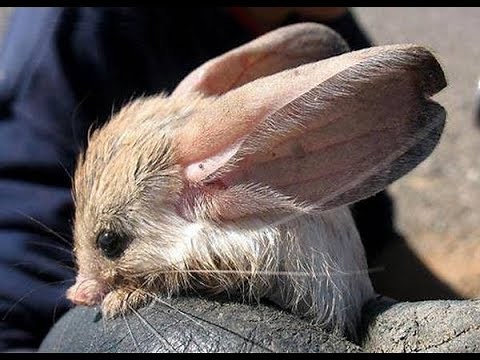 20 STRANGEST Looking Mammals