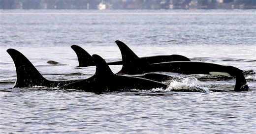 Video shows killer whales hunting young great white sharks to eat their livers