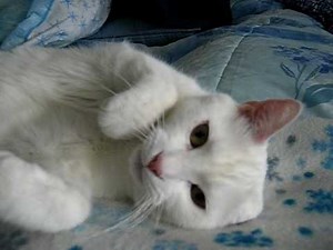 Conversations with Jupiter 2-18-10 "Talking Cat - the New Fish"