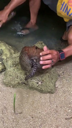 Catching an Eel with a Coconut Shell! 🥥🐍