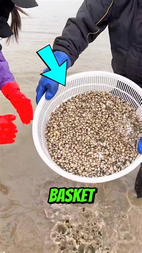 MYSTERY BASKET FILLED WITH FRESH SHELLS 🐚😲
