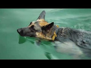 German Shepherd Swimming in Calm River | Relaxing Dog Video in Nature