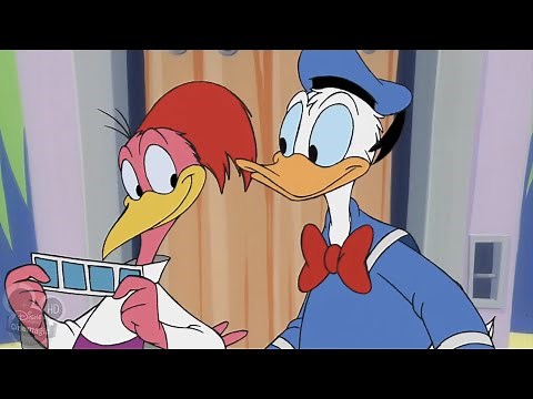 Donald and the Aracuan Bird