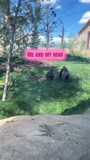 Exploring the San Antonio Zoo: Gorilla Encounters and Congo Falls
