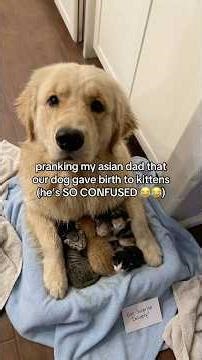 This is why my dad doesn’t trust me 😂 #ai #aiprank #prank #dog #cat