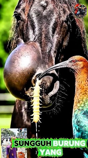 4.1K views · 42 reactions | The horse's face is infested with vicious maggots勞 | Raffa Maullana Firizqy | Facebook