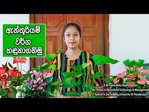 Anthurium varieties identification / ඇන්තූරියම් වර්ග හඳුනාගනිමු / Anthurium price in Sri Lanka 2022