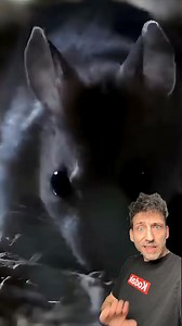 93K views · 6.4K reactions | The Werewolf mouse is DIFFERENT | Debate diggest | Facebook