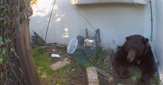 550-pound bear refuses to leave man's crawl space