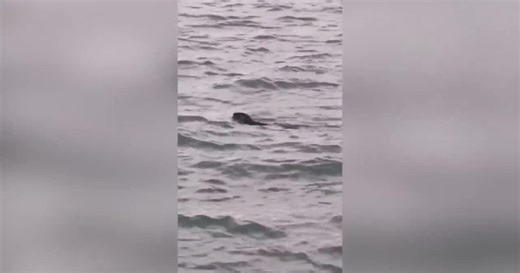 Rare sighting: River otter spotted on Detroit River, a sign of cleaner water