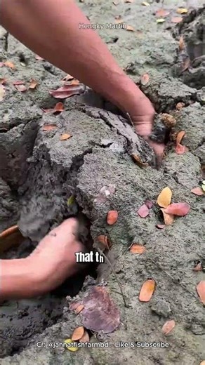 UNBELIEVABLE HAND CATCH! Giant eel pulled straight from the mud! #eelfish #fyp