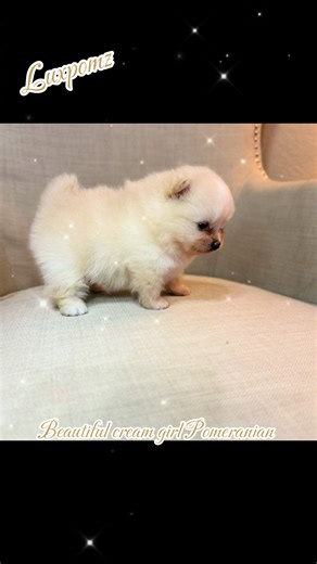 Because cream Pomeranian girl#newhome#lookingforpuppy#newpuppy#pomeranian#arizona