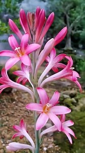 149K views · 1.5K reactions |  Flowering Bulbs: Before & After Magic...