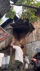 3.2M views · 77K reactions | The fall of Java apple cinematic video effects #mobilevideoediting #mobilevideography | Erix Abe | Facebook