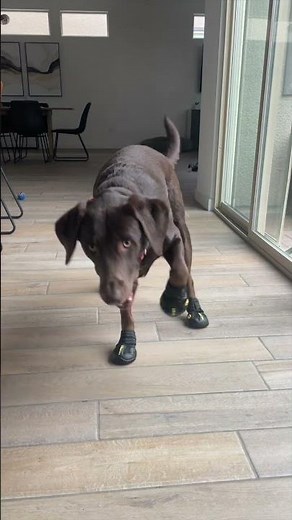 Labradors Review Dog Shoes For The First Time EVER! (Priceless Reaction)😂👟