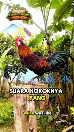 Laughing Chicken? 😱 Laughing Chicken: A Unique Sound from Indonesia 🇮🇩😂 #laughingchicken #laughin...