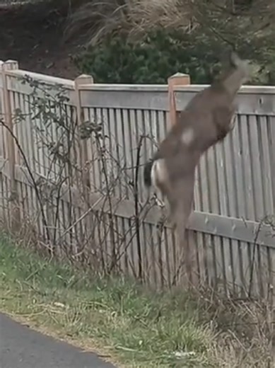 Discover Fascinating Facts About World Animals