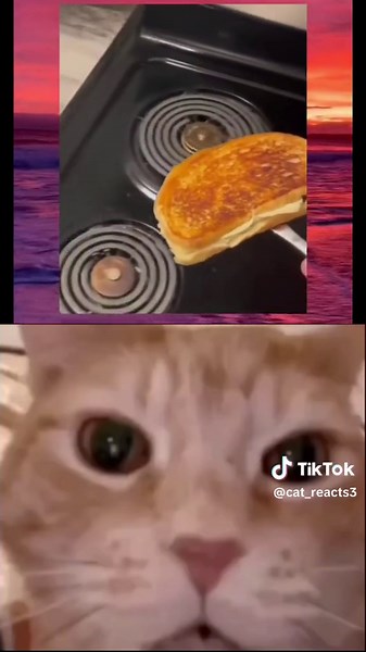 Funny Cat Memes and Videos Compilation