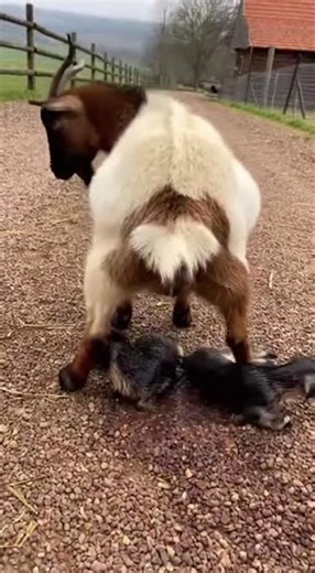 Goat Gives Birth to Adorable Twins 🐐🐐