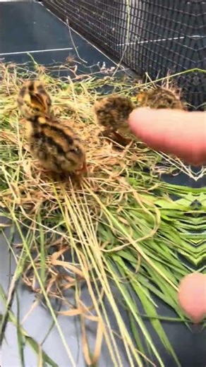 Sustainable Quail Farm 2.0 - Pasture Raised Animals #quails #quail #farming