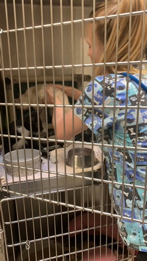 12K views · 356 reactions | Have you ever seen a cat with no jaw? Meet Bingus, our incredible feline friend, who, alongside his dynamic partner Betty, proves that love knows no bounds even when faced with unique challenges.  | West Valley Humane Society | Facebook