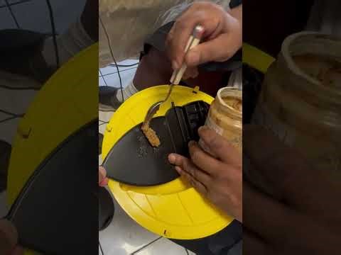 Setting Up a Flip N Slide Mouse Trap