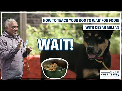 TEACH YOUR DOG TO WAIT FOR FOOD! | DOG TIPS #2