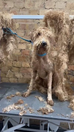 We don’t like having to shave any doggy, but she feels sooooo much better without that matted coat! ✨#JDPassItOn #fyp #dog #doggrooming #matteddog