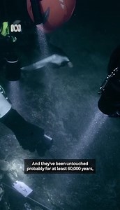 How exciting is this! 🤿 Hidden in watery chambers around South Australia's Limestone Coast are fossils telling the story of a prehistoric Australian world, which researchers are determined to find. Read more: https://tinyurl.com/44dmrt8s The remains of the short-faced kangaroo and other megafauna lay fossilised in a system of limestone caves the region is famous for. A Griffith University team is focusing on the caves, including Gouldens Sinkhole near Mount Schank and Tank Cave at Tantanoola. G