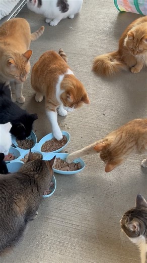 Cheetoh and Stratton take eating very properly 🐾💙 #tasty #treats #yum #deliciosa #furballs #catlovers #cats_of_world #catlife #furballfarm #catsanctuary #catlove #furballfarmcatsanctuary | Furball Farm Cat Sanctuary